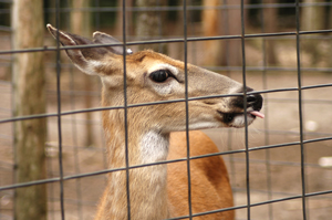 Durable deer fence installed in Hanover